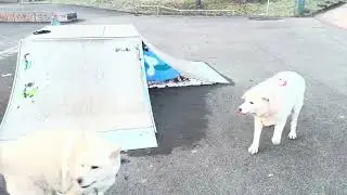 Our Love Pupies