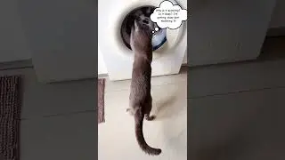 What's This? Kippie Investigates the Washing Machine  #catshorts #chillcat #cat #funnycats