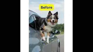 Traveling with My Pup: The Ultimate Dog Car Seat Adventure!