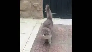 Cats of Israel/Jerusalem