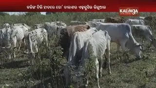 Odisha: Illegal Cattle Transport Going On Through Forest Road In Angul