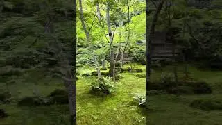 Japanese Moss Garden 🪴🇯🇵 #4kwalk #walkingtour #japan #kyoto #gardening #travel