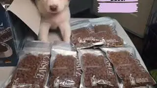 Crave Dog Food