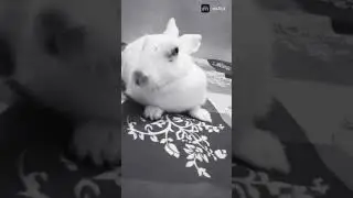 e chacha aiye aiye #subscribe #rabbit #shortz #bunny #funny #comedy