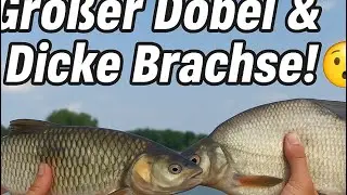 Angeln mit Mais & Maden – Döbel, Brachse und mehr! 🎣🌽 @EineGeschichteüberdasAngeln