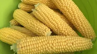 How I grow sweet corn / when to harvest / processing tip in the kitchen