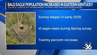 Bald Eagle population increases in Easterrn Kentucky