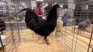 Our Gamefowl Display at the Dixie classic show