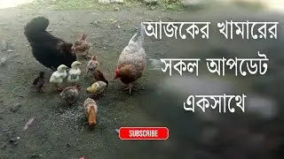 আজকের খামারের সকল আপডেট 😱। দেশি মুরগি পালন। দেশি মুরগির খামার। বাচ্চা পালন।