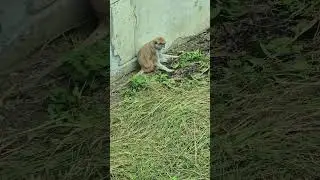 紅猴Patas Monkey/Taipei Zoo