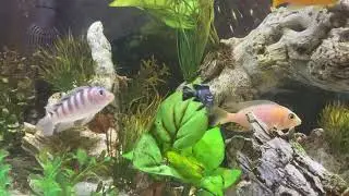65 Gallon multi-Cichlid tank