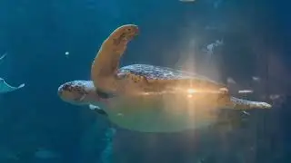 Sea Turtle, Cownose Rays, Leopard Whipray, Southern Stingrays
