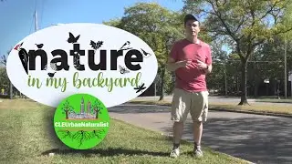 Nature in My Backyard
