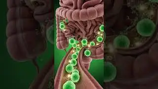 The Incredible Journey of Onion Inside Your Body | What Really Happens?