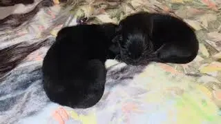 1 week old aboriginal Tibetan Mastiff puppies from Ancient Guardians Farm 