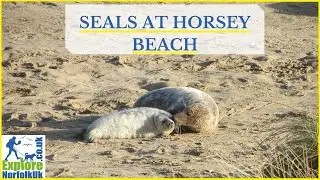 Seals at Horsey and Winterton Great Yarmouth