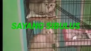 Sayang sibulus