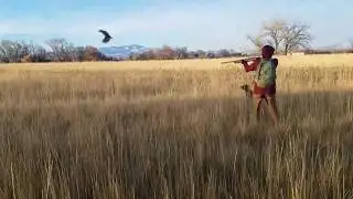 Pudelpointer - First Pheasant Hunt