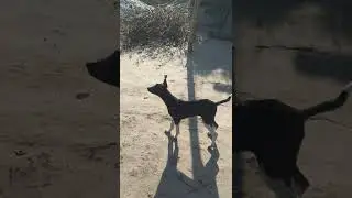 #doglion #viral #tseriese #viralvideo