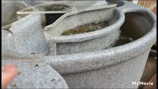 koi pond build update! Nets, fry, and garden update