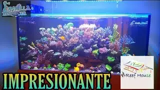 REEF TANK DE 1000 LITROS - AMPLIACIÓN DE 600 a 1000 litros, NUEVO ACUARIO AQUAFOREST (DANY BELLAMY)