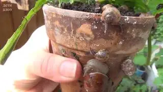 Мальки Хеликсов. Helix pomatia, виноградная улитка.