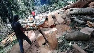 Kayu sengon kering