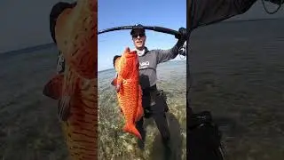 Catch & Cook the most delicious fish in the Red Sea 😍 #nature #fish #fishing #sea #pescaria