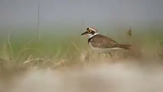 Little Ringed Plover / ছোট নথজিরিয়া (Charadrius dubius)