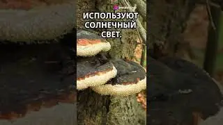 Топ факт о Чернобыле  #interesting #facts #science #interestingfacts #fun #funny