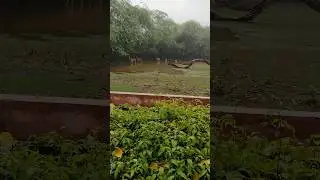 🦌 Mind-Blowing Chousingha: The Rare Four-Horned Antelope Revealed! 🌿🔥#short #viral #shorts #zoo