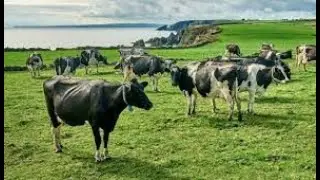 Irish Pasture-Based Dairy Systems: Achieving & Coping with Compact Seasonal Calving