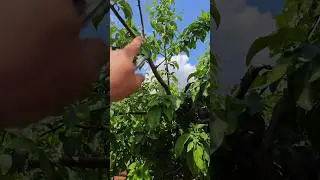 Как сформировать красивую яблоню? и урожай чтобы был часть 4 #Химки #Подмосковье #обрезкаяблонь