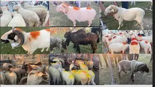 Eidgah Bakra Mandi / Update 26 May 2025 / #bakraeid2025 #eiduladha2025