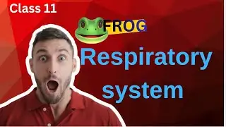 Amphibian | Frog -Respiration