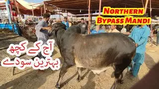 Aj Ke Kuch Behtareen Soday Northern Bypass Mandi 2024.