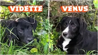 Vidette & Venus