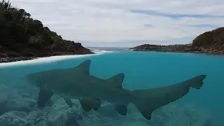 Freediving & Snorkeling with Grey Nurse Shark at Busrangers Bay, Shellharbour.