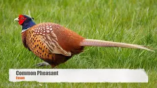 Common Pheasant (Phasianus colchicus ♂) [6]