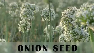 Best Red Onion Seeds, Special Seed For Rabbi Crop