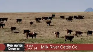 Balog 2019 Lot 24 Milkriver.mp4