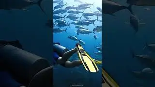 Scuba Diving #Molokini #Maui #Hawaii