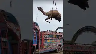 The Great Camel Truck Loading Escape #shorts #short #youtubeshorts