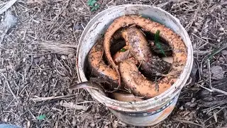 Sambaran belut yang sangat luarbiasa