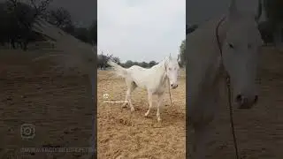 Beautiful nukri mare #highlight #animalkingdom #animals #horsecare #horse #horselove #nukra