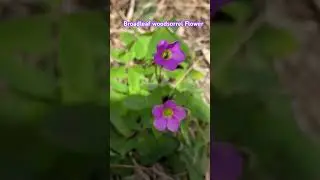Broadleaf woodsorrel, Also known as:Garden pink sorrel, Red sorrel,Mexican oxalis, Bat's-wing sorrel