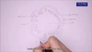Online tutorial 10.1 Drawing low-power biological diagrams