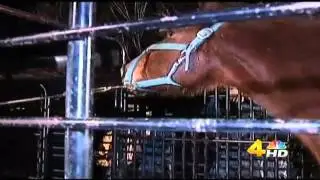Driver in horse trailer wreck cited - WSMV Channel 4.mp4