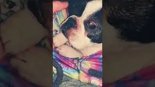 Just a gentle boop and a head scratch. Spoiled pupper living her best life.