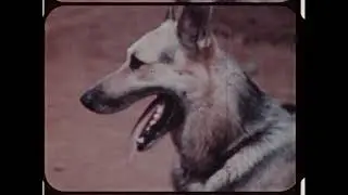 War dog platoon